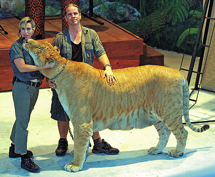 liger and tiger. Lion + Tiger  Liger | XarJ