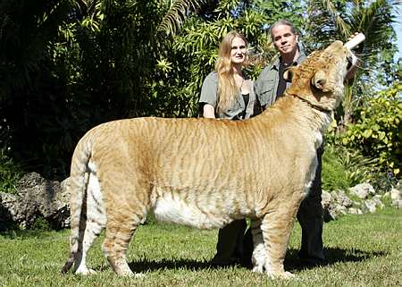 Ligers Tiger