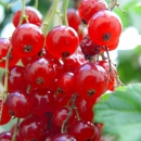 red fruits