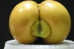 Horny Nature