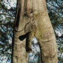 horny-nature1.jpg