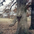 horny-nature2.jpg