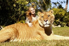 Lion Tiger Liger