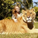 Lion Tiger Liger