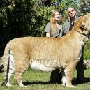 Lion Tiger Liger