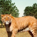 Lion Tiger Liger