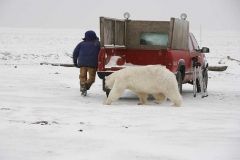 Mad Polar Bear