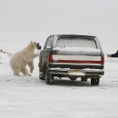 mad-polar-bear3.jpg