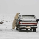 mad-polar-bear4.jpg