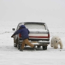 mad-polar-bear6.jpg