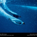 national-geographic02.jpg