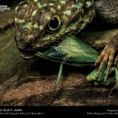 national-geographic08.jpg