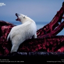 national-geographic11.jpg