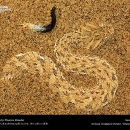 national-geographic13.jpg