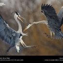 national-geographic19.jpg