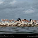 national-geographic20.jpg