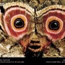 national-geographic26.jpg