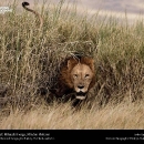 national-geographic29.jpg