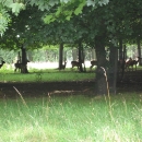 Deer in Phoenix Park