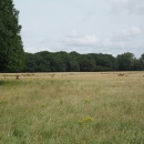 Phoenix Park Dublin