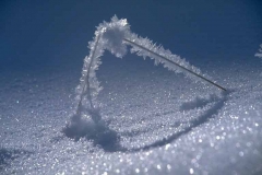Snow Beauty