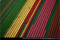 Yann Arthus Bertrand