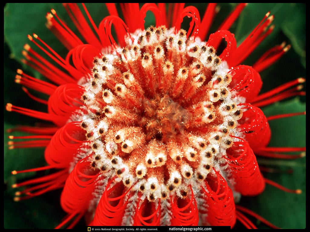National Geographic - Red Flower