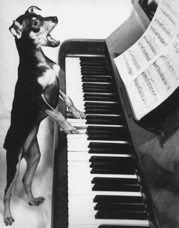 Piano by Dog