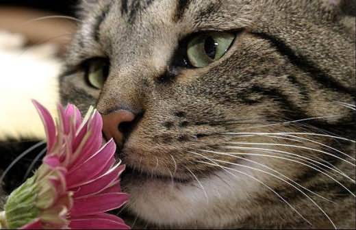 Smell Wonders of the World