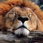 The Lion Sleeps Tonight – Video by XarJ