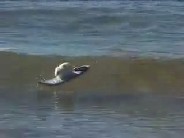 Surfing Mouse Surfing Mouse