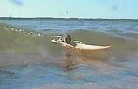 Surfing Mouse Surfing Mouse