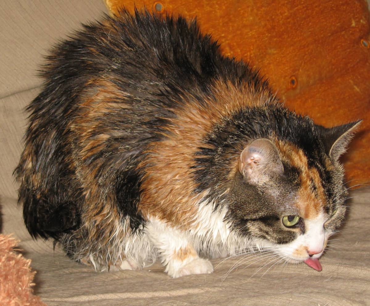 Wet Kitty Cat