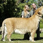 Lion + Tiger = Liger