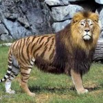 Top 10 Hybrid Animals